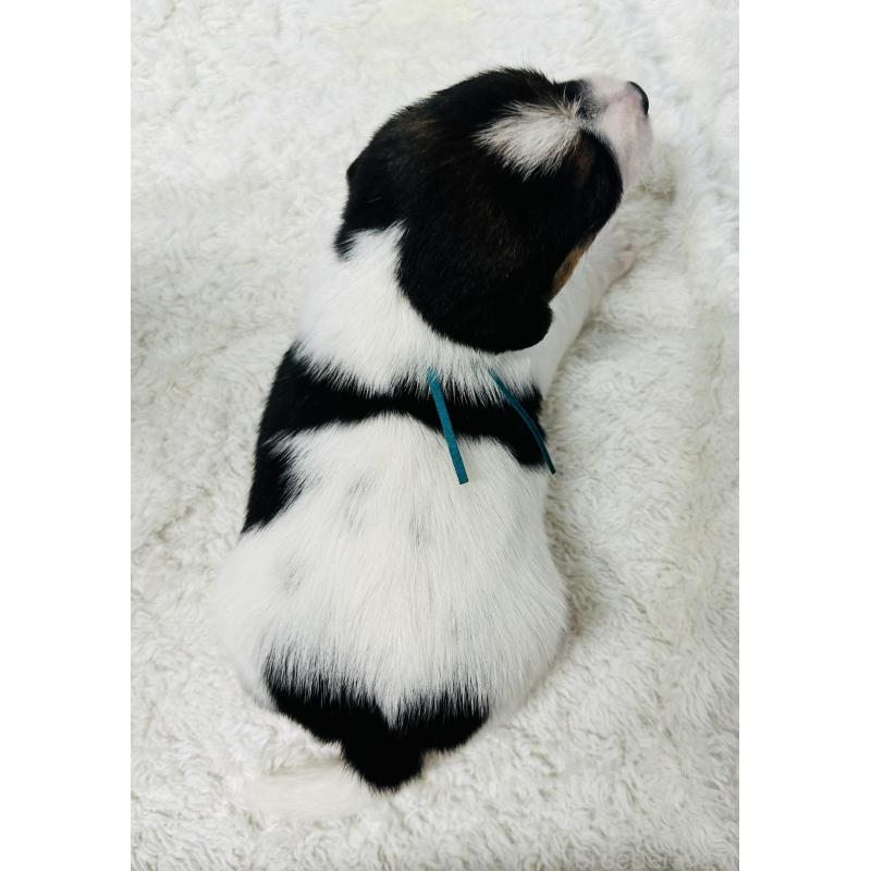 販売中の岐阜県のジャックラッセルテリア-452578の2枚目