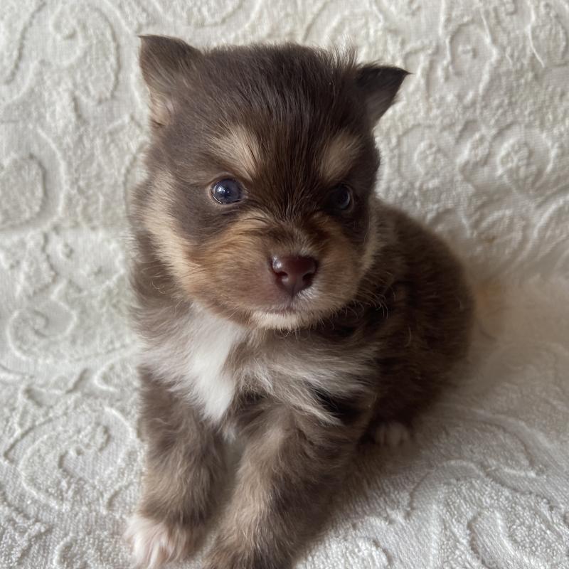 販売中の兵庫県のミックス犬-452581の10枚目