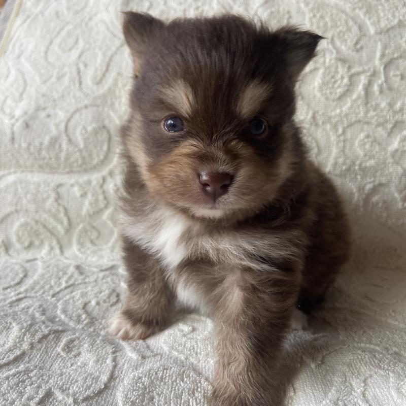 販売中の兵庫県のミックス犬-452581の9枚目