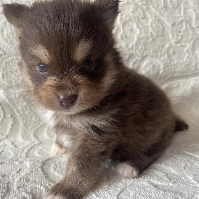 販売中の兵庫県のミックス犬-452581の8枚目