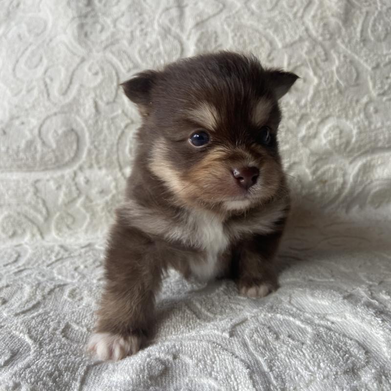 販売中の兵庫県のミックス犬-452581の4枚目