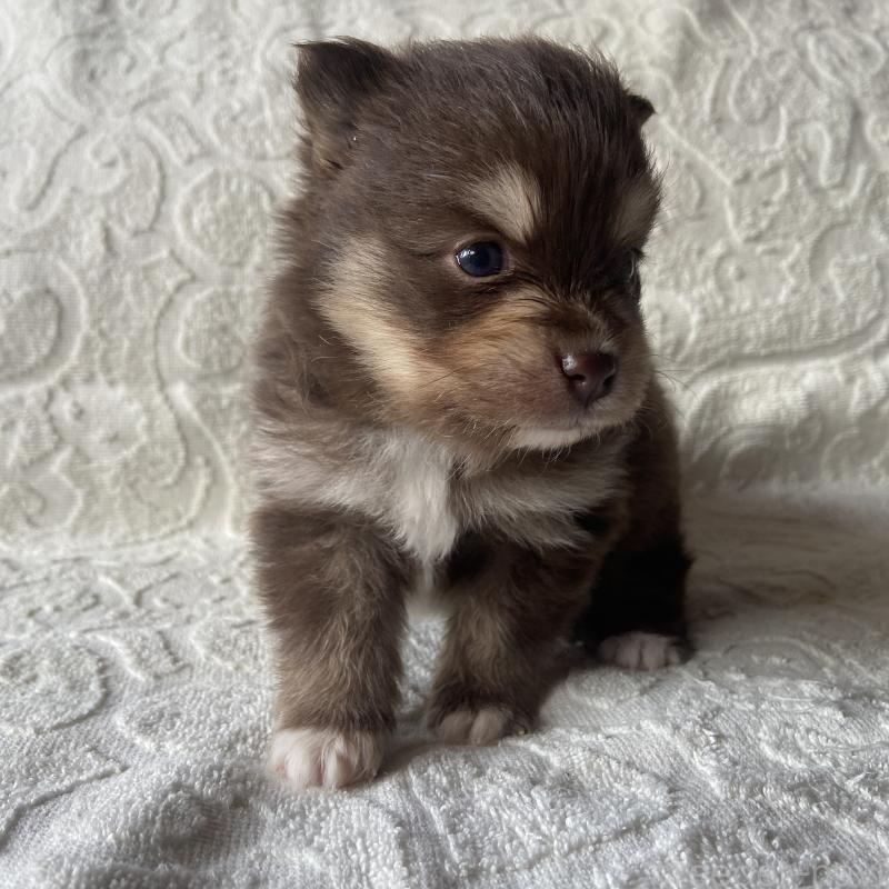 販売中の兵庫県のミックス犬-452581の3枚目