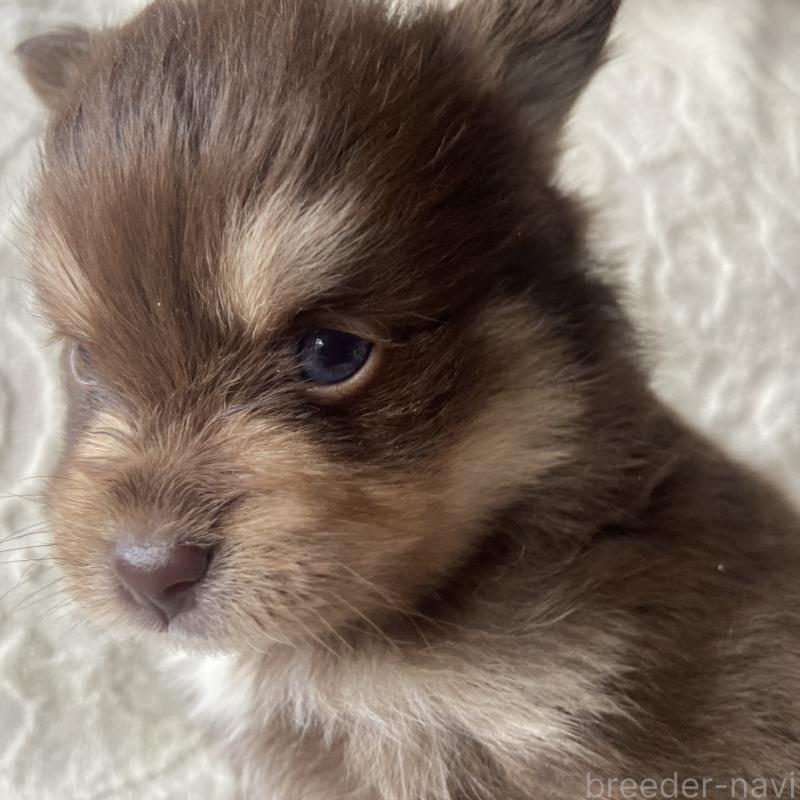 販売中の兵庫県のミックス犬-452581の2枚目