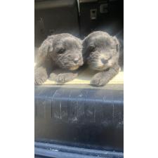 オンライン見学