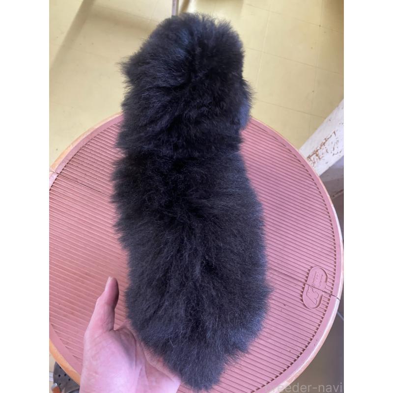 販売中の埼玉県のタイニープードル-452356の4枚目