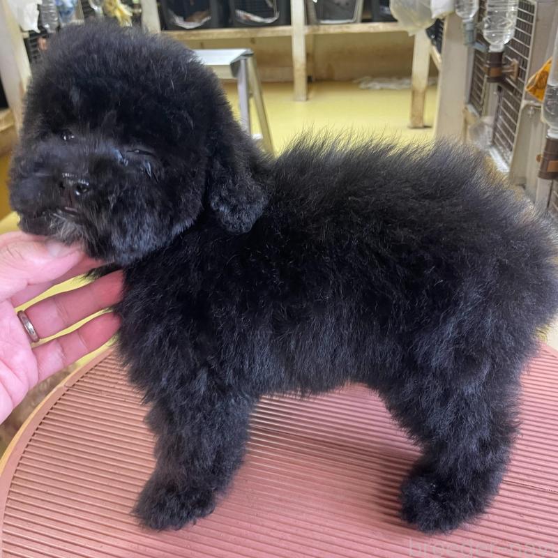 販売中の埼玉県のタイニープードル-452356の3枚目