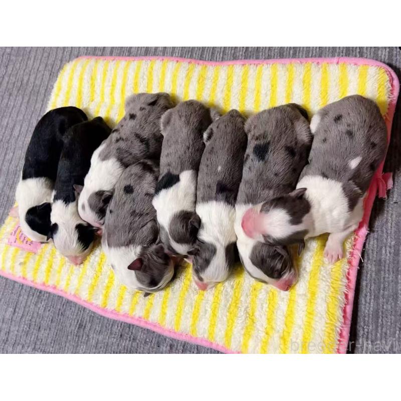 犬舎紹介の茨城県の犬舎紹介-5164の5枚目