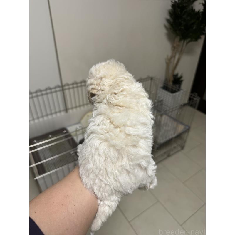 販売中の千葉県のトイプードル-442679の2枚目