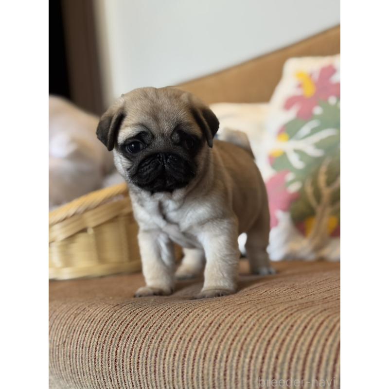 販売中の鹿児島県のパグ-452357の8枚目