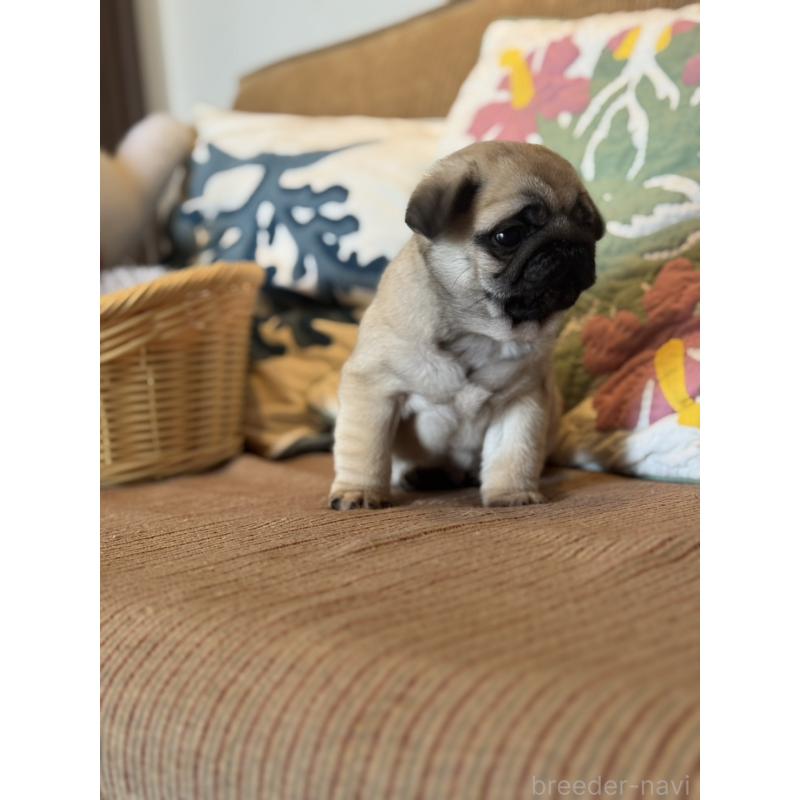 販売中の鹿児島県のパグ-452357の7枚目