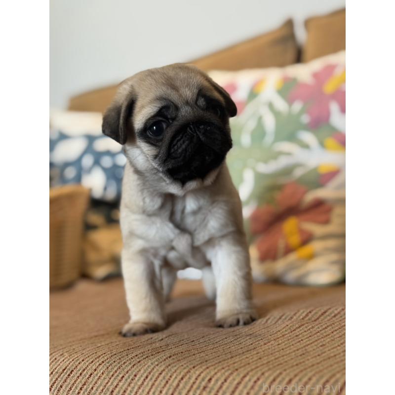 販売中の鹿児島県のパグ-452357の6枚目