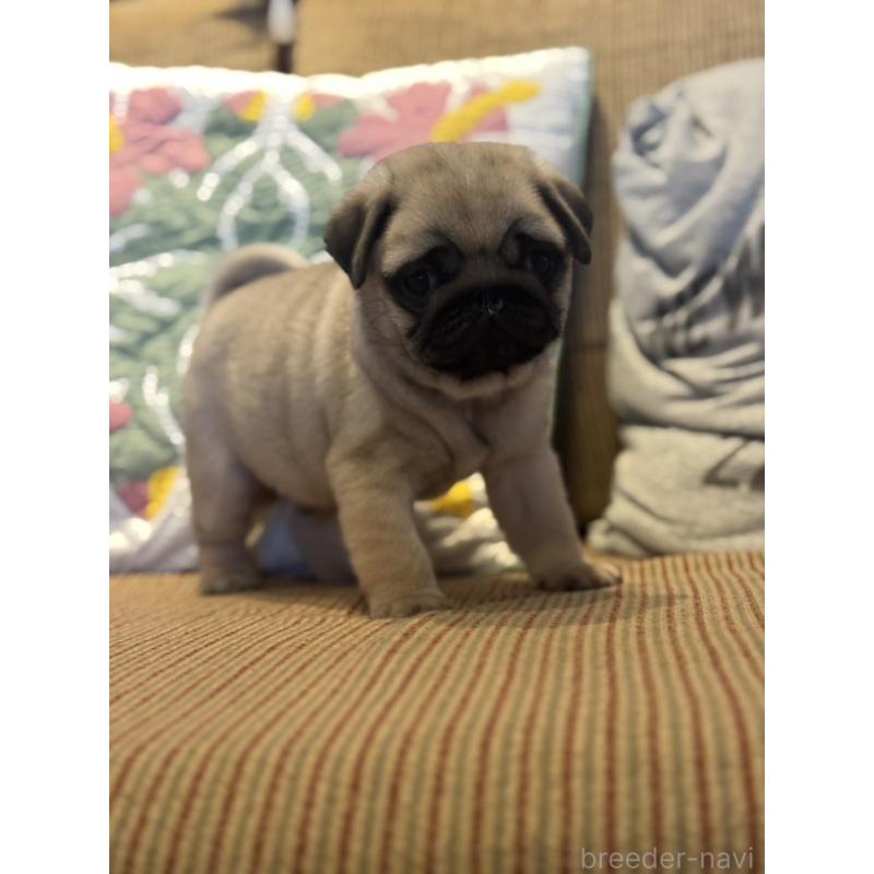 販売中の鹿児島県のパグ-452357の4枚目