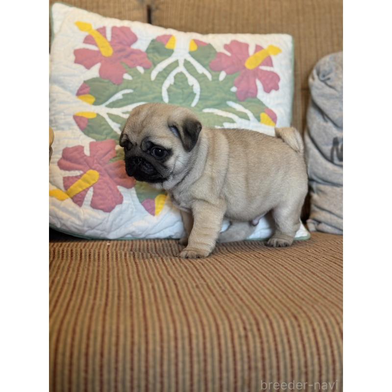 販売中の鹿児島県のパグ-452357の3枚目