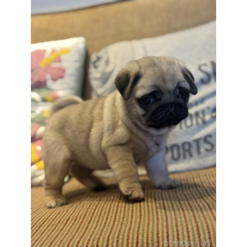 販売中の鹿児島県のパグ-452357の2枚目