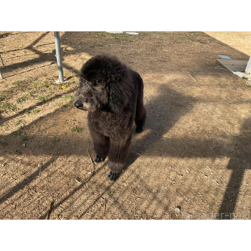 成約済の三重県のスタンダードプードル-426066の2枚目