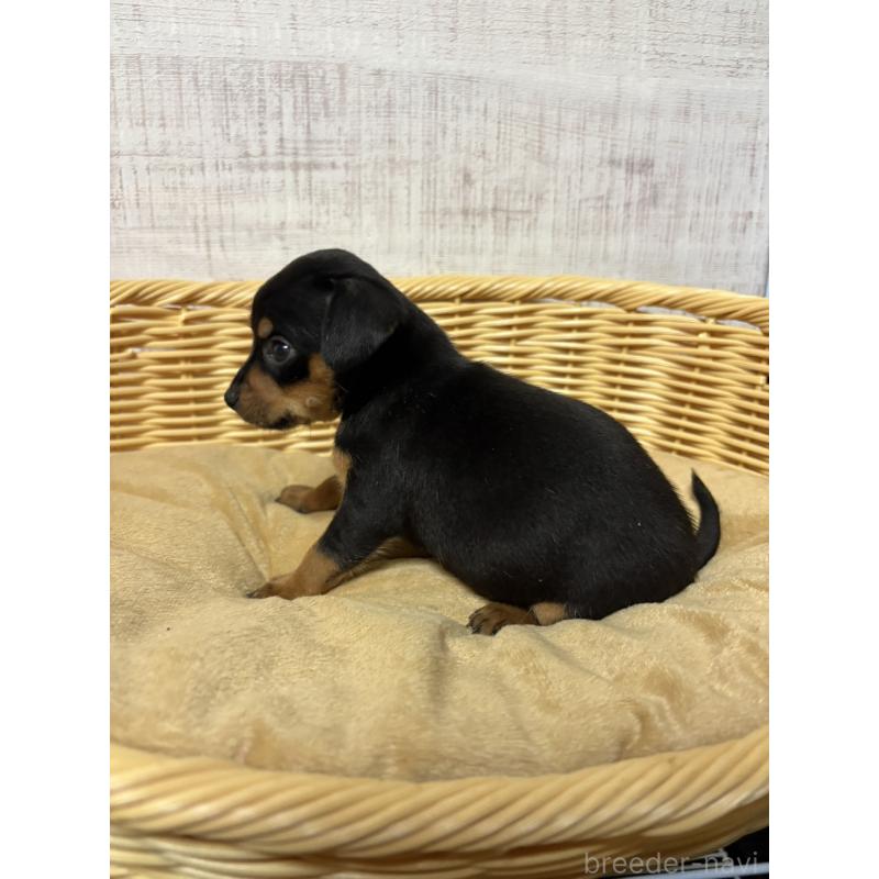 販売中の岐阜県のミックス犬-452359の6枚目