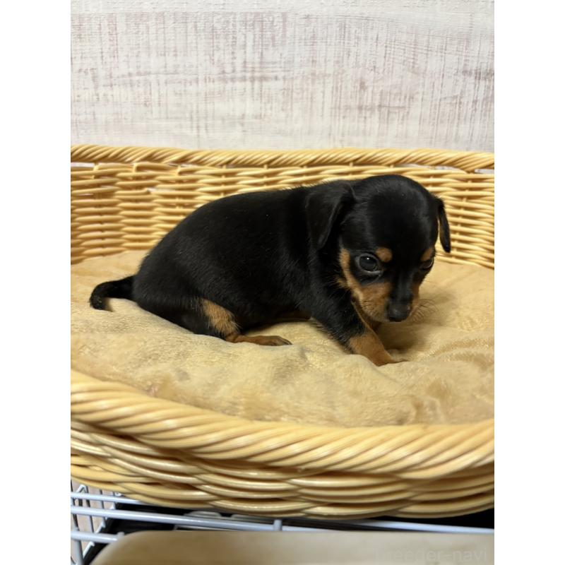 販売中の岐阜県のミックス犬-452359の5枚目