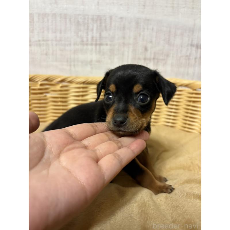 販売中の岐阜県のミックス犬-452359の4枚目