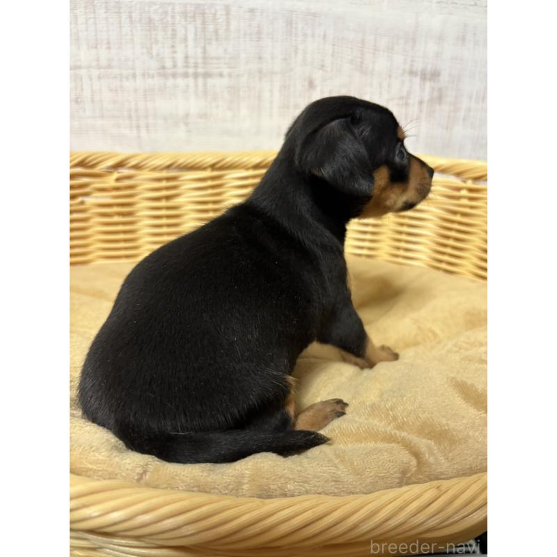 販売中の岐阜県のミックス犬-452359の3枚目