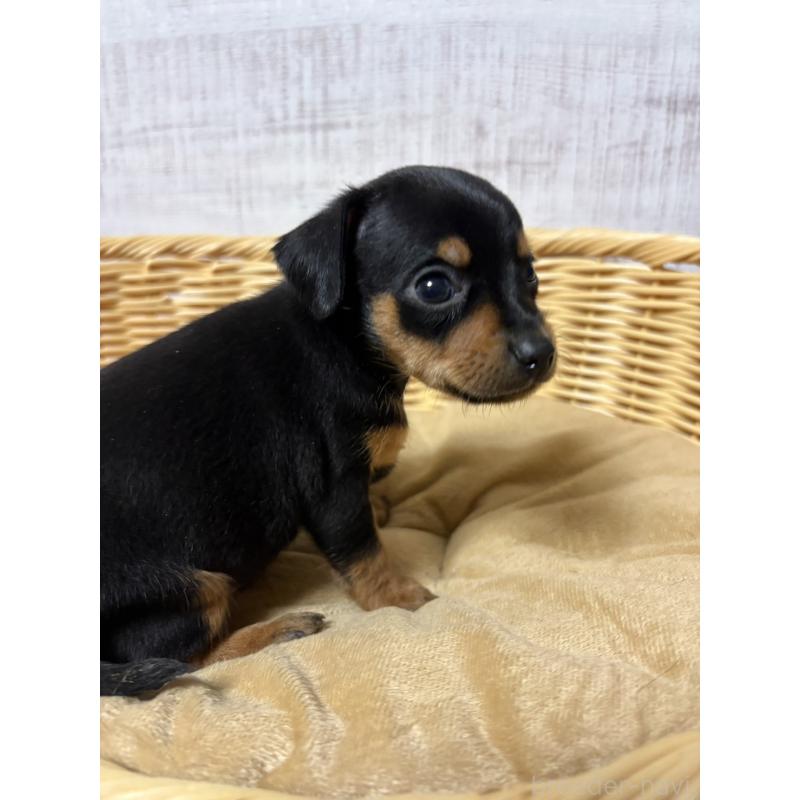 販売中の岐阜県のミックス犬-452359の2枚目