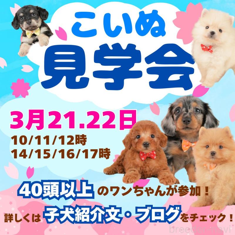 成約済の静岡県のポメラニアン-436104の2枚目