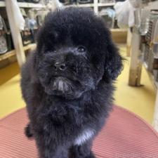 タイニープードルの子犬