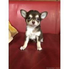 ♀︎チワワ(ロングコート)