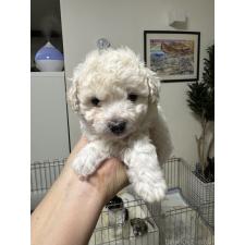 ♀︎トイプードル