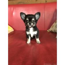 ♀︎チワワ(ロングコート)