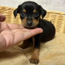 ♀︎ミックス犬