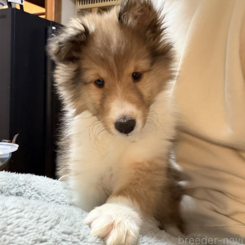 販売中の埼玉県のシェットランドシープドッグ(シェルティ)-452582の5枚目