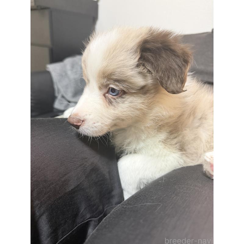 販売中の埼玉県のボーダーコリー-452583の3枚目