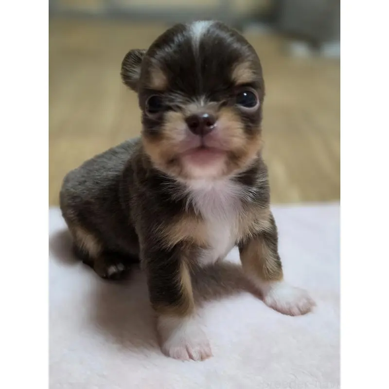 販売中の千葉県のチワワ(ロングコート)-452585の8枚目