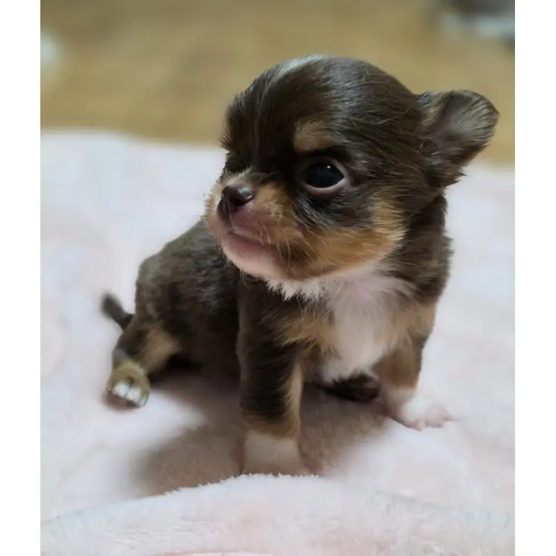 販売中の千葉県のチワワ(ロングコート)-452585の7枚目