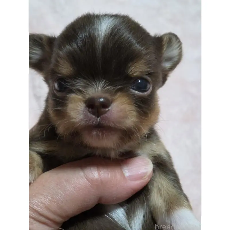 販売中の千葉県のチワワ(ロングコート)-452585の6枚目