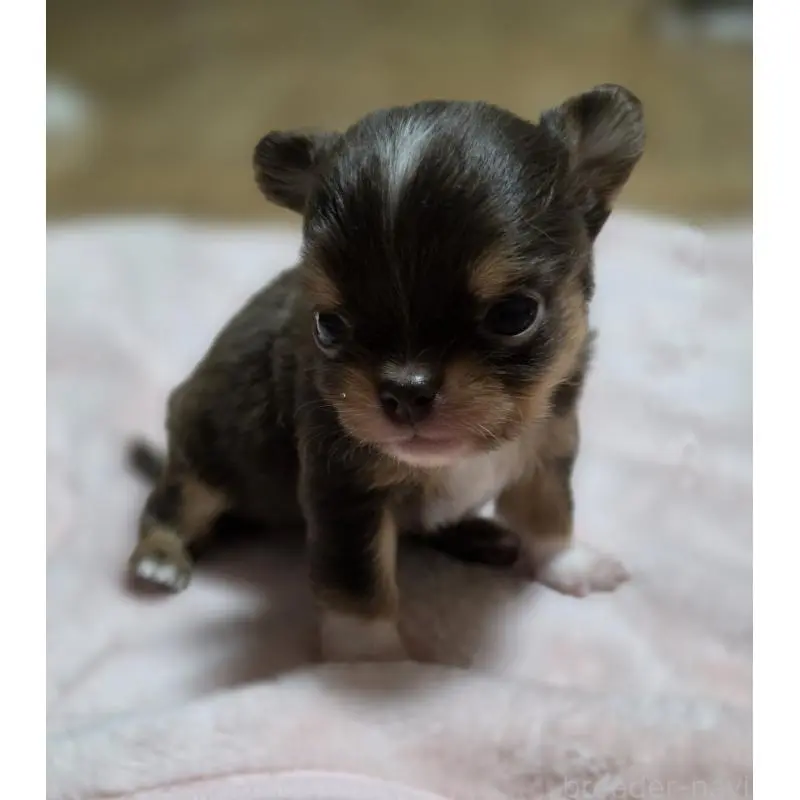 販売中の千葉県のチワワ(ロングコート)-452585の5枚目