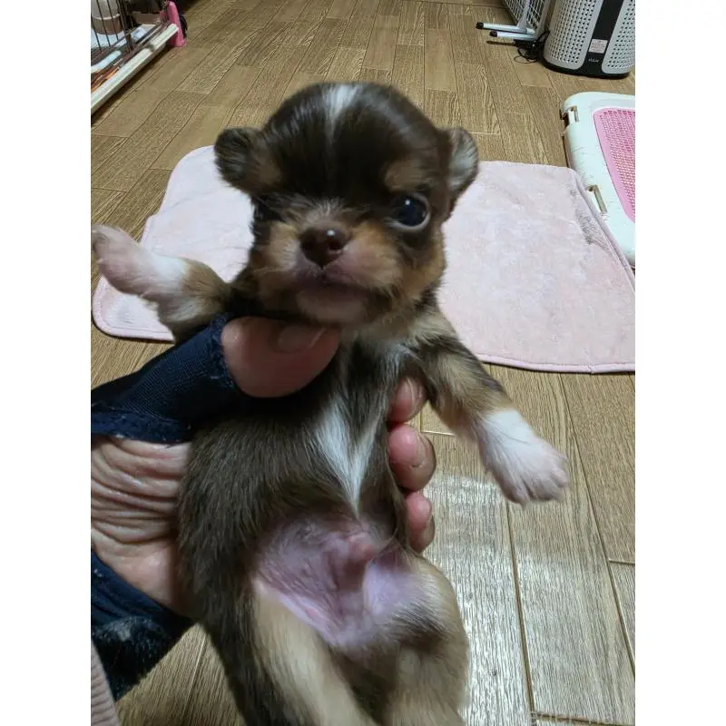 販売中の千葉県のチワワ(ロングコート)-452585の4枚目