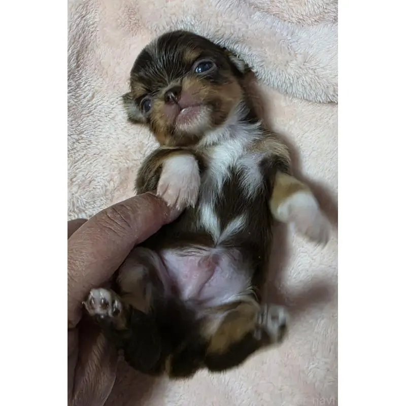 販売中の千葉県のチワワ(ロングコート)-452585の3枚目