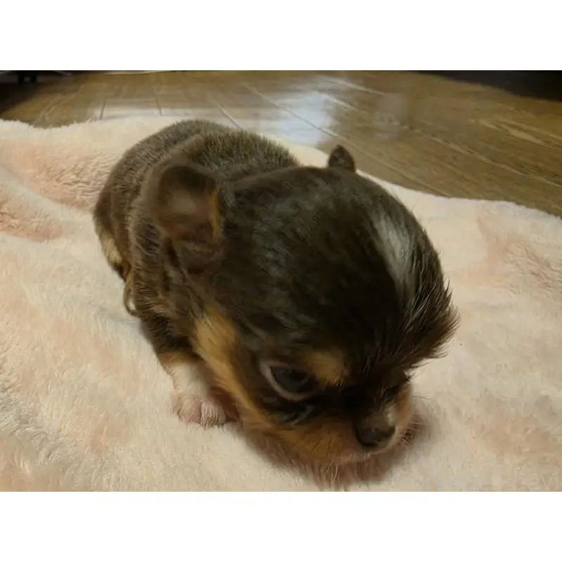 販売中の千葉県のチワワ(ロングコート)-452585の2枚目