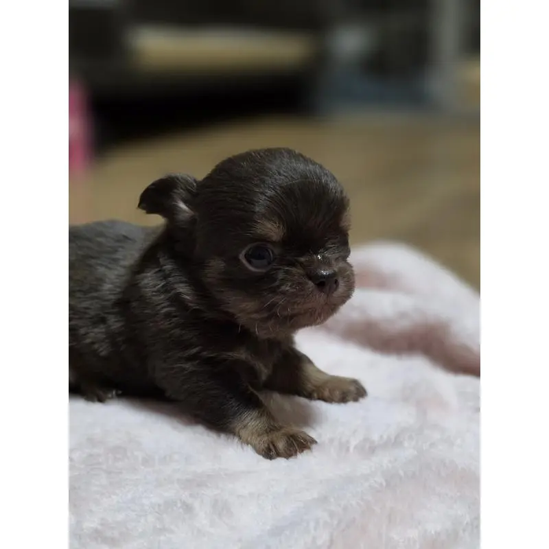 販売中の千葉県のチワワ(ロングコート)-452586の7枚目