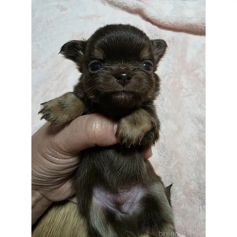 販売中の千葉県のチワワ(ロングコート)-452586の6枚目