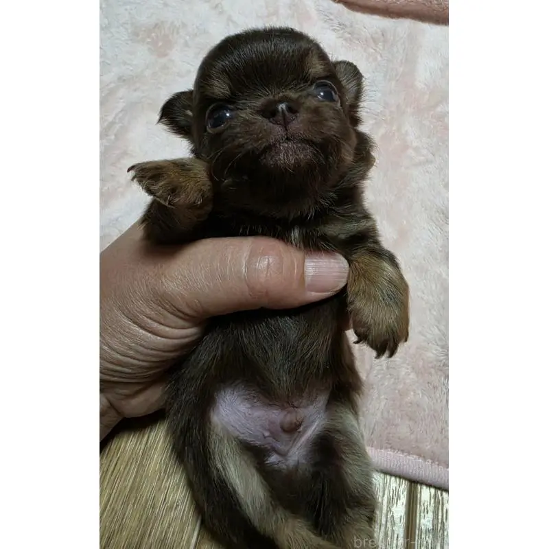 販売中の千葉県のチワワ(ロングコート)-452586の4枚目