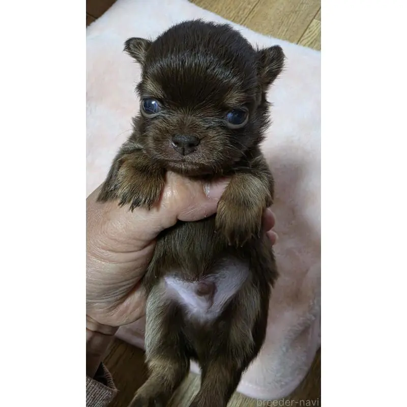 販売中の千葉県のチワワ(ロングコート)-452586の3枚目