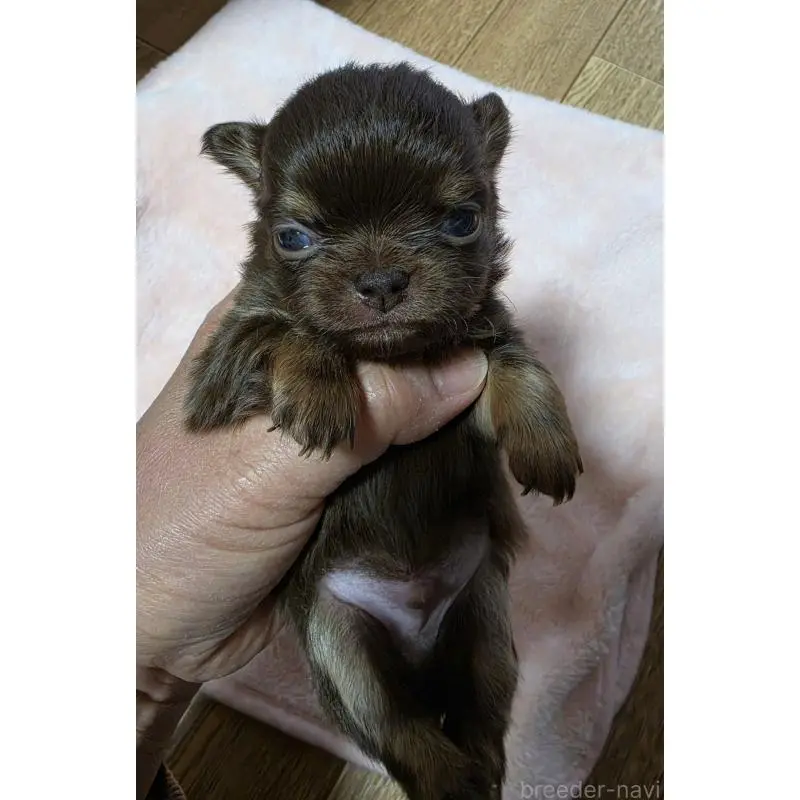 販売中の千葉県のチワワ(ロングコート)-452586の2枚目