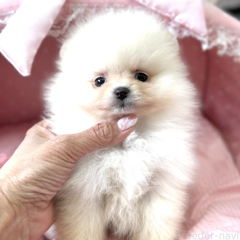 販売中の大阪府のポメラニアン-452604の8枚目