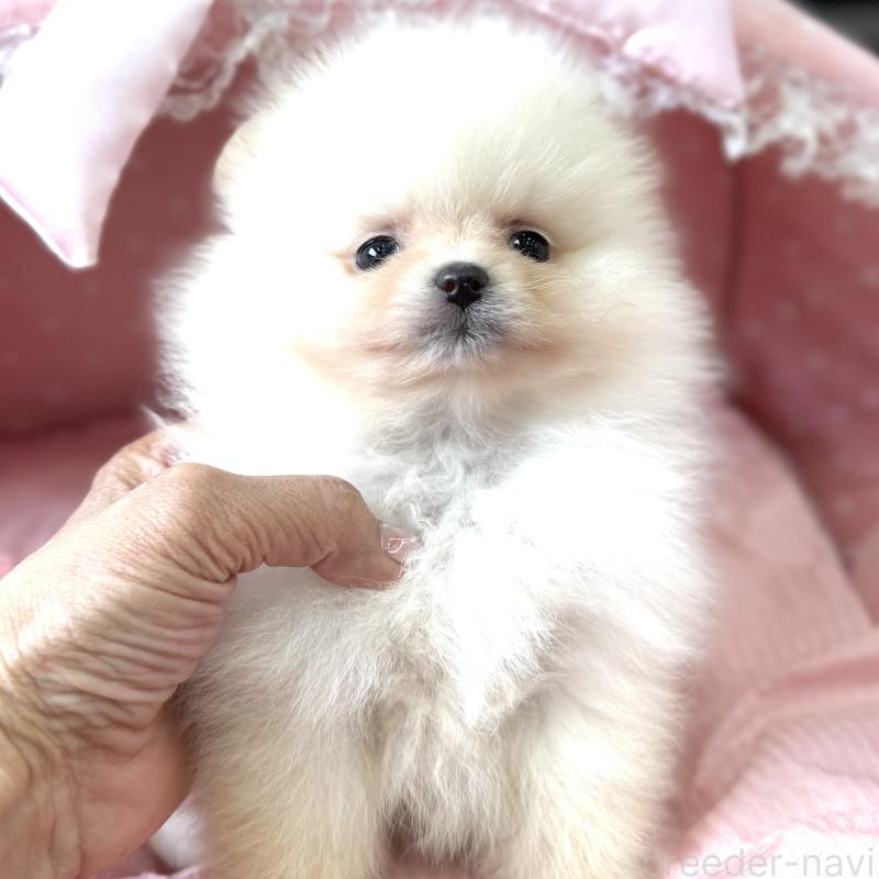 販売中の大阪府のポメラニアン-452604の7枚目