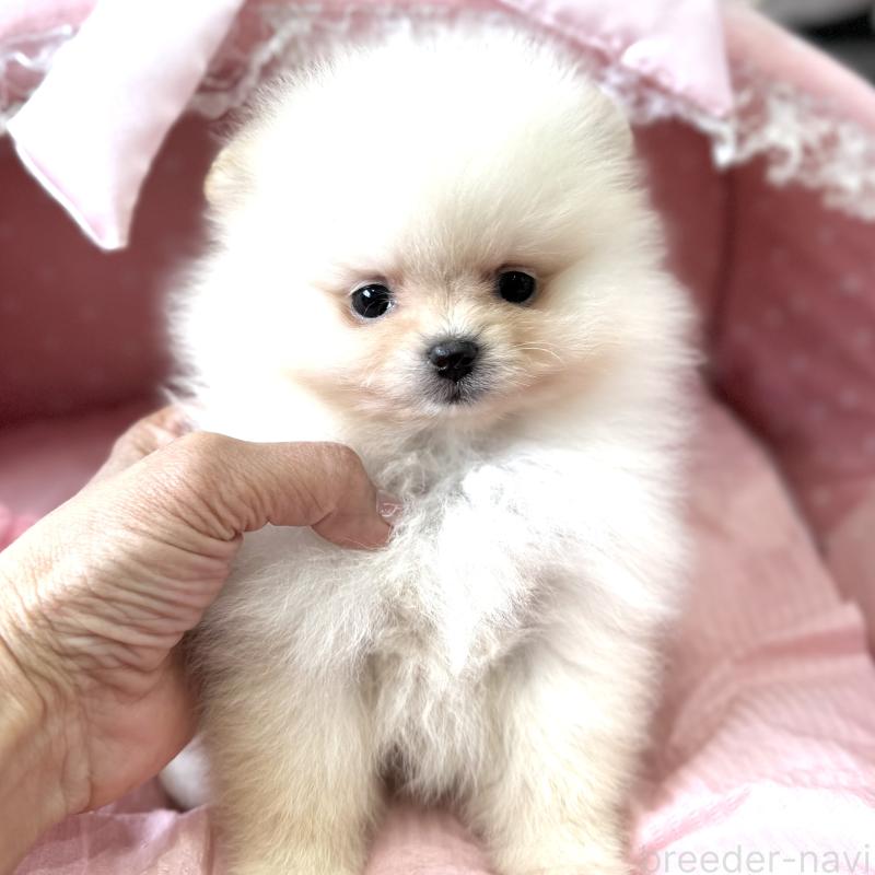 販売中の大阪府のポメラニアン-452604の6枚目