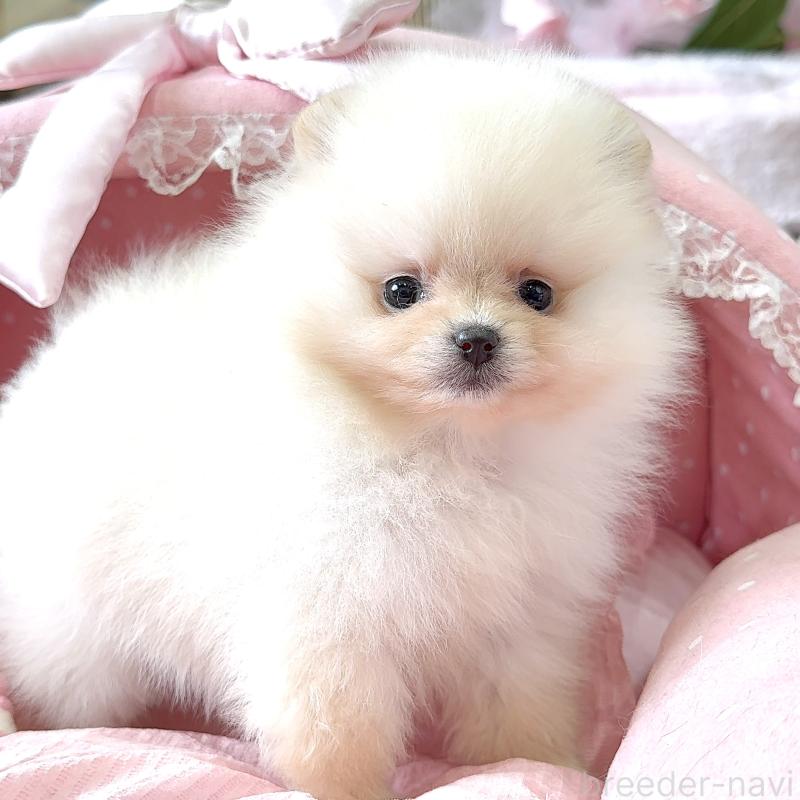 販売中の大阪府のポメラニアン-452604の5枚目