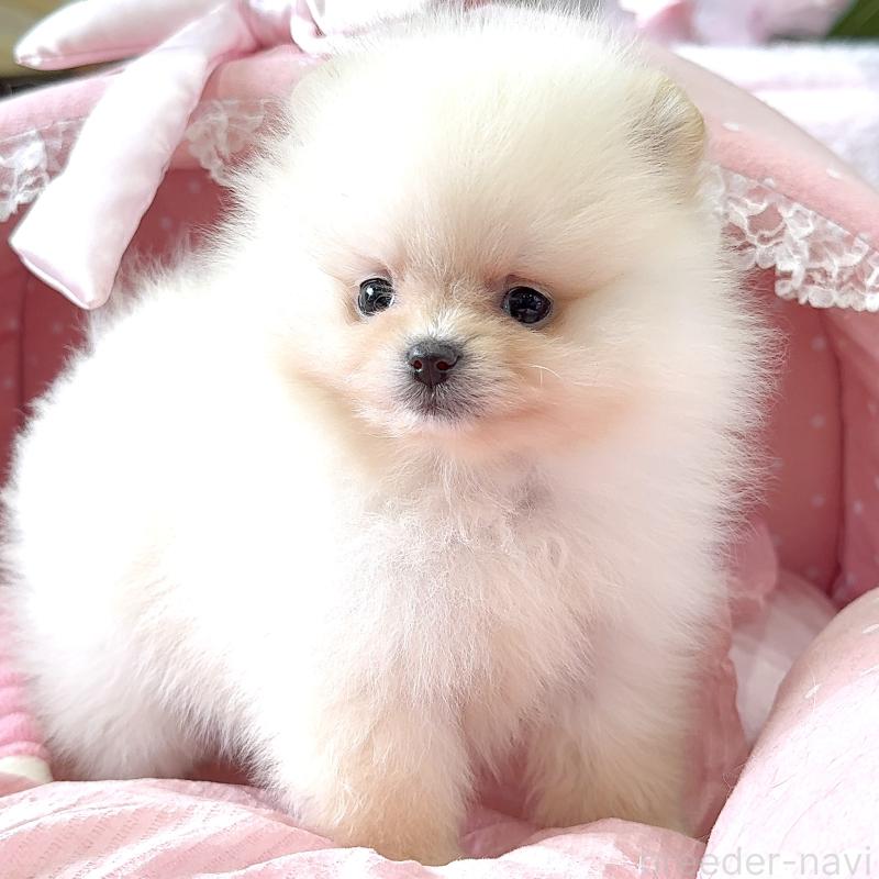 販売中の大阪府のポメラニアン-452604の4枚目