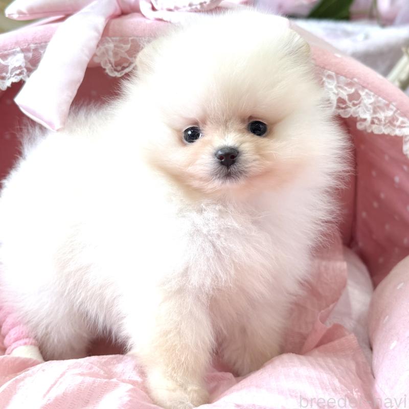 販売中の大阪府のポメラニアン-452604の3枚目